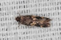 Apatema mediopallidum