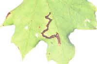 Stigmella aceris