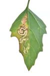 Chrysoesthia drurella