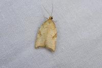 Acleris rhombana