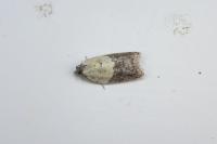 Acleris variegana
