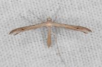 Stenoptilia grisescens