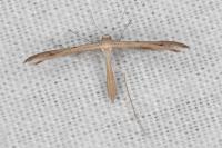 Stenoptilia grisescens
