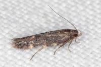 Aproaerema patruella