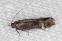 Aproaerema patruella