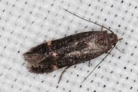 Aproaerema patruella