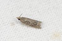 Acroclita subsequana