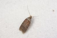 Agonopterix cnicella