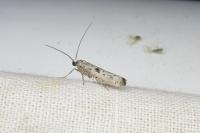 Yponomeuta plumbella