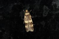 Oegoconia caradjai