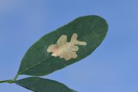 Parectopa robiniella