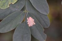 Parectopa robiniella