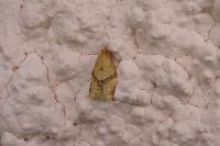 Clepsis consimilana