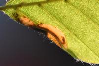 Phyllonorycter maestingella