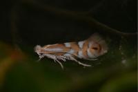Phyllonorycter maestingella