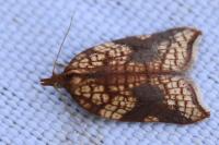 Acleris rhombana
