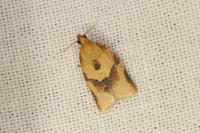 Clepsis consimilana