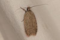 Agonopterix