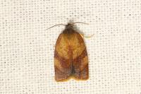 Cacoecimorpha pronubana