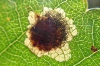 Ectoedemia occultella