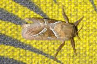 Triodia sylvina