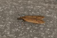 Dichomeris acuminata