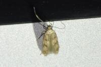 Borkhausenia nefrax