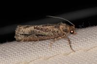 Lozotaeniodes cupressana