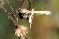 Oxyptilus