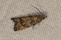 Acroclita subsequana