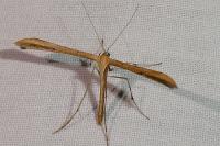 Emmelina monodactyla