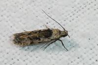 Carpatolechia decorella