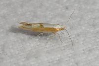 Argyresthia albistria/semitestacella