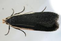 Nothris lemniscellus