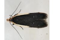 Nothris lemniscellus