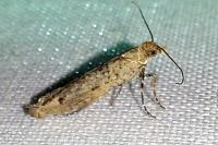 Ypsolopha ustella