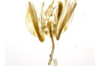 Ypsolopha ustella