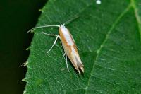 Argyresthia semitestacella