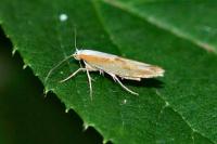 Argyresthia semitestacella