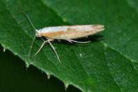 Argyresthia semitestacella