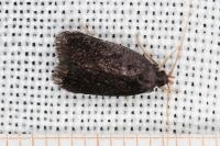 Homaloxestis briantiella
