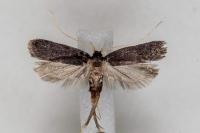 Homaloxestis briantiella