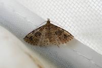 Alucita hexadactyla
