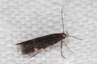 Oxypteryx atrella