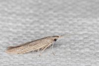 Coleophora texanella