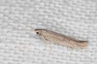 Coleophora texanella
