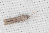 Coleophora texanella