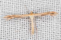 Oxyptilus laetus