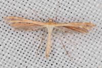 Oxyptilus laetus