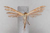 Oxyptilus laetus
